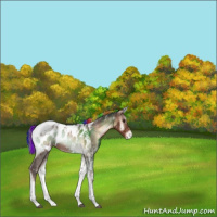 Horse Color:Painted Liver Red Onyx Tobiano Appaloosa Rabicano 