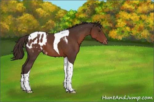 Horse Color:Liver Chestnut Tobiano Appaloosa 