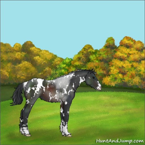 Horse Color:White Spotted Brown Sabino 
