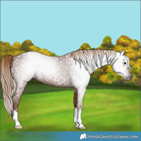Horse Color:Gray Chestnut 