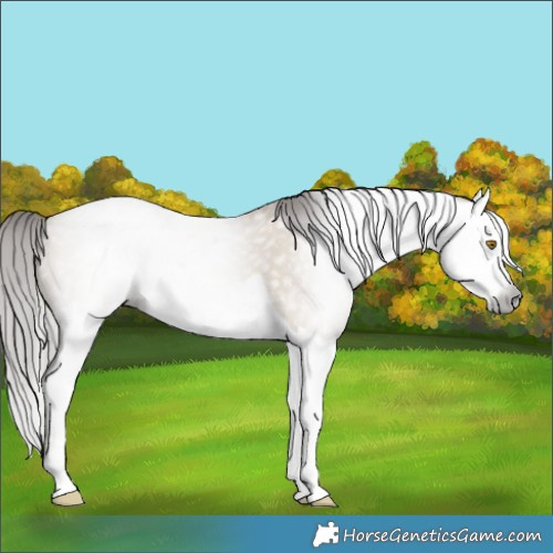 Horse Color:Gray Brown Pearl Dun Splash 