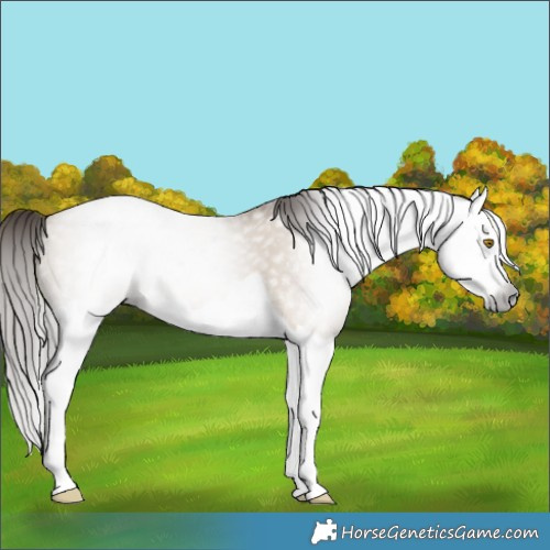 Horse Color:Gray Brown Pearl Dun Splash 