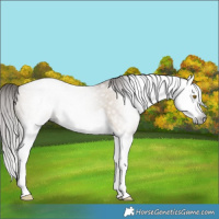 Horse Color:Gray Brown Pearl Dun Splash 