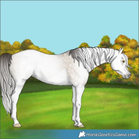 Horse Color:Gray Brown Pearl Dun Splash