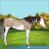 Horse Color:Gray Brown Pearl Dun Splash 