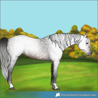 Horse Color:Gray Bay 