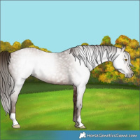 Horse Color:Gray Brown Pearl