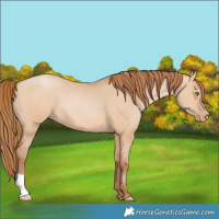 Horse Color:Bay Pearl Dun