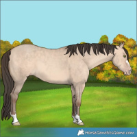 Horse Color:Amber Champagne Dun 