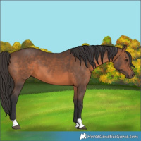 Horse Color:Brown 