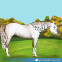 Horse Color:Gray Red Dun