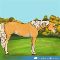 Horse Color:Palomino 