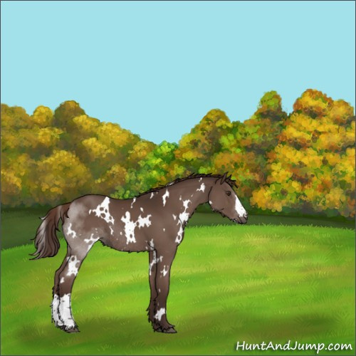 Horse Color:White Spotted Liver Chestnut Rabicano 