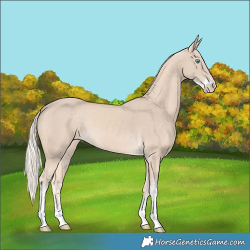 Horse Color:Cremello Sabino 