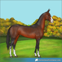 Horse Color:Bay Sabino 