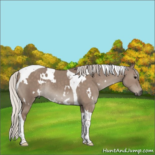 Horse Color:White Spotted Silver Grullo Tobiano Rabicano 