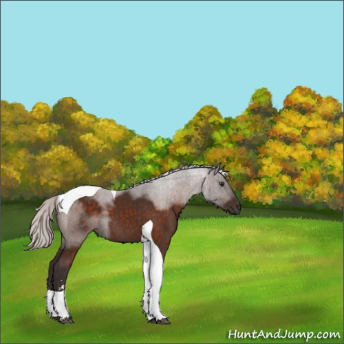Horse Color:Silver Brown Sabino Tobiano 