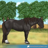 Horse Color:Liver Chestnut Tobiano Rabicano