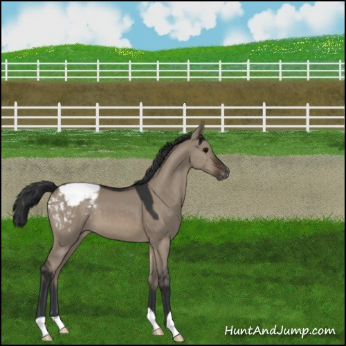 Horse Color:Brown Dun Appaloosa 