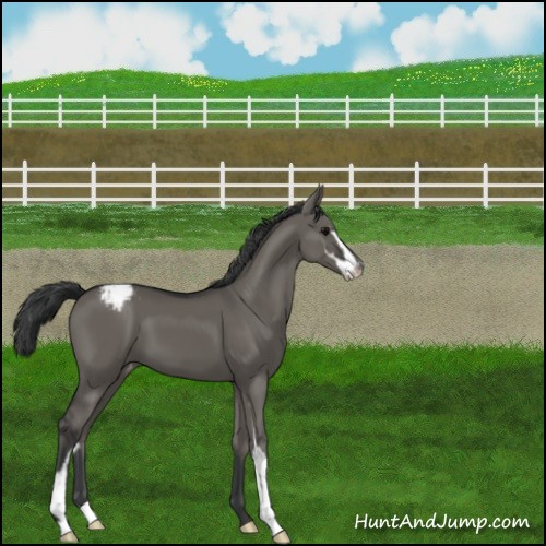 Horse Color:Grullo Sabino Appaloosa 