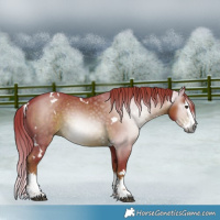 Horse Color:Gray Watercolor White Spotted Liver Chestnut Sabino Splash Rabicano 