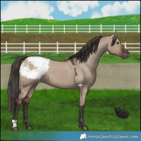 Horse Color:Liver Red Dun Snowcap 
