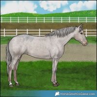 Horse Color:Liver Red Dun Mushroom Appaloosa 