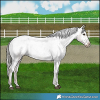 Horse Color:Liver Red Dun Mushroom Appaloosa 