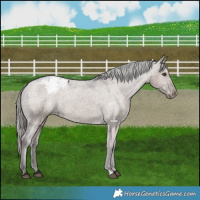 Horse Color:Liver Red Dun Mushroom Appaloosa 