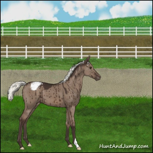 Horse Color:Liver Red Dun Mushroom Appaloosa Brindle 