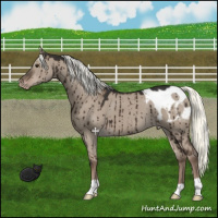 Horse Color:Liver Red Dun Mushroom Appaloosa Brindle 