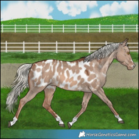 Horse Color:Red Dun Mushroom Appaloosa 