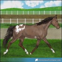 Horse Color:Liver Red Dun Appaloosa 