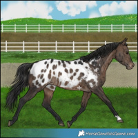 Horse Color:Brown Dun Blanket Brindle 