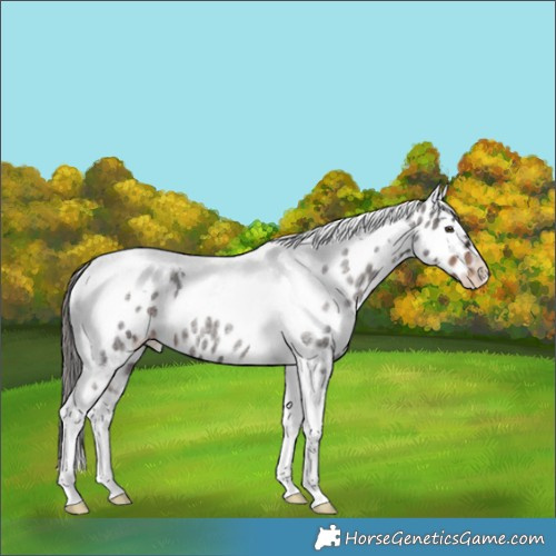 Horse Color:Liver Red Roan Tobiano Appaloosa 
