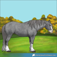 Horse Color:Black Splash Varnish 
