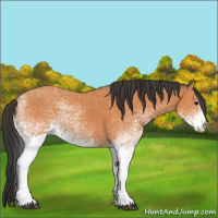 Horse Color:Unknown 