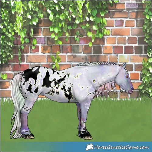 Horse Color:Nacre Watercolor White Spotted Silver Blue Chinchilla Roan Appaloosa 