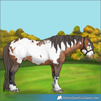 Horse Color:Bay Frame Appaloosa