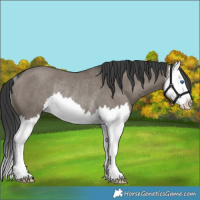 Horse Color:Grullo Splash Rabicano 