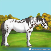 Horse Color:Brown Tobiano Frame Appaloosa 