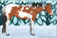 Horse Color:Bay Splash Tobiano Frame 