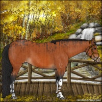 Horse Color:Bay Varnish  and Bay Varnish 