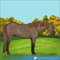 Horse Color:Liver Red Dun Rabicano