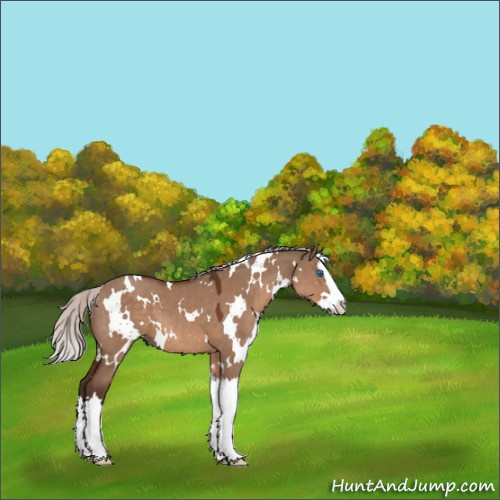 Horse Color:White Spotted Silver Brown Dun Splash 