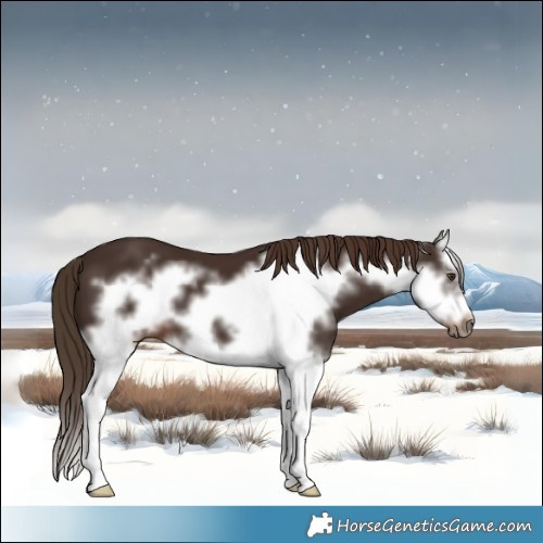 Horse Color:Liver Chestnut Sabino Splash Frame 