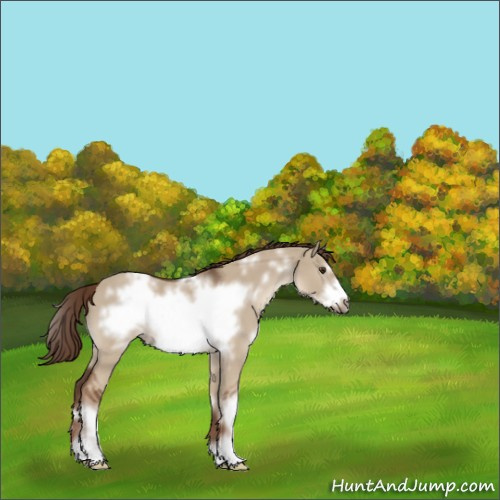 Horse Color:White Spotted Liver Red Dun Sabino Frame 