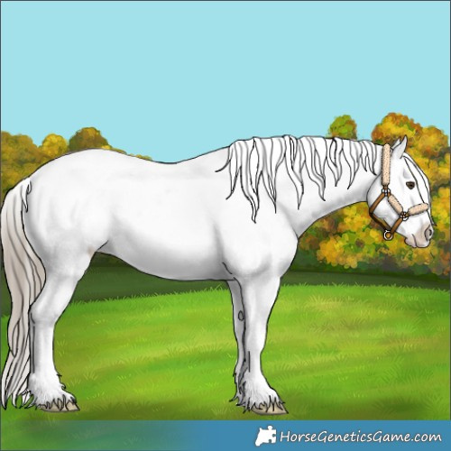 Horse Color:White Spotted Liver Red Dun Sabino Splash Appaloosa Rabicano