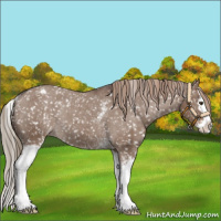 Horse Color:White Spotted Liver Red Dun Sabino Splash Appaloosa Rabicano 