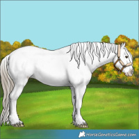 Horse Color:White Spotted Liver Red Dun Sabino Splash Snowflake VarnishRabicano 